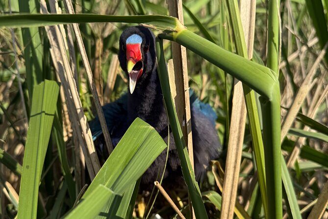Airboat Swamp Tour with Transportation from New Orleans - The Sum Up