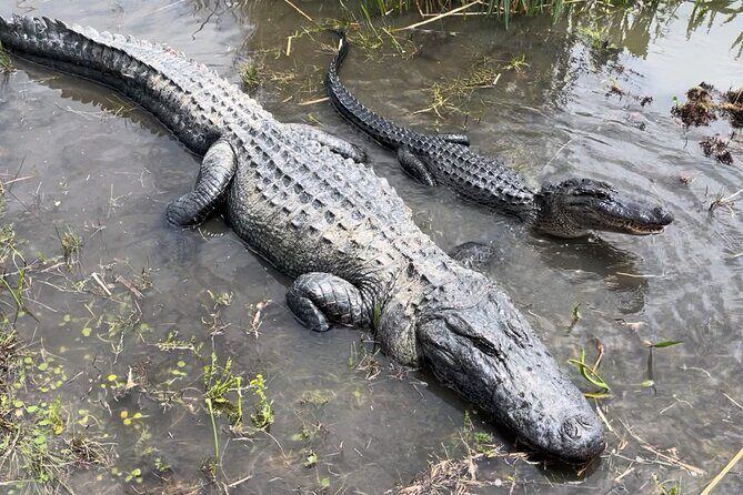 Airboat Swamp Tour with Transportation from New Orleans - FAQ