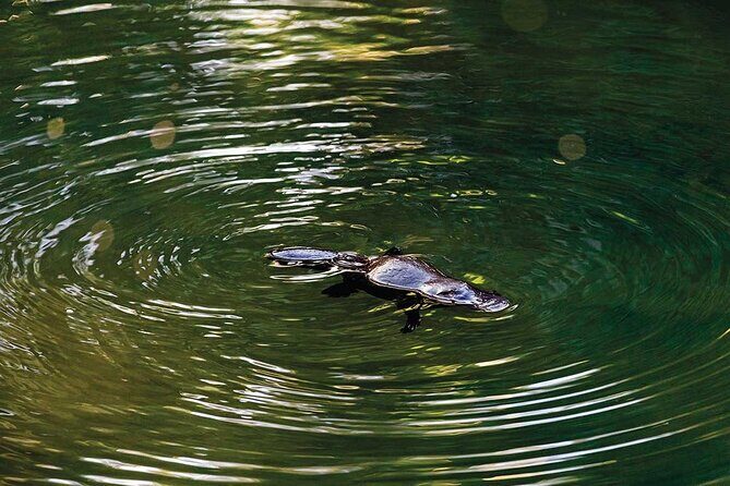 Airlie Beach: Eungella Wild Platypus Encounter Eco Tour - Starting with a Scenic Drive