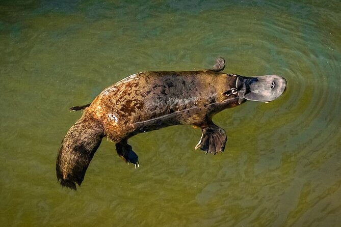 Airlie Beach: Eungella Wild Platypus Encounter Eco Tour - Lunch in the Park