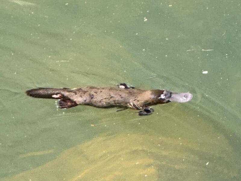 Airlie Beach: Eungella Wild Platypus Encounter - Key Points