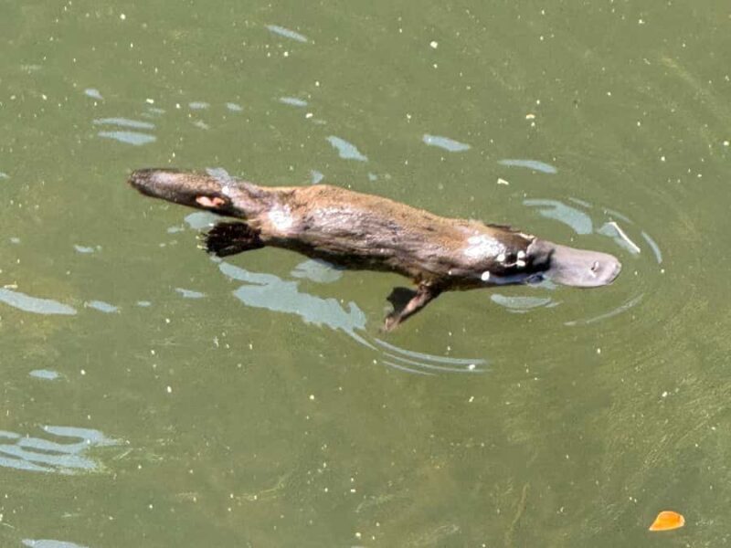 Airlie Beach: Eungella Wild Platypus Encounter - An In-Depth Look at the Tour Experience