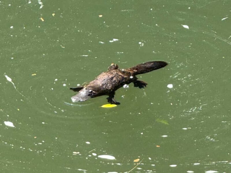 Airlie Beach: Eungella Wild Platypus Encounter - Who Will Love This Tour?