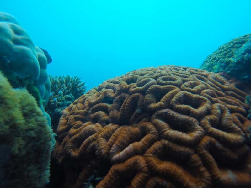 Airlie Beach: Glass-Bottom Boat Tour - An In-Depth Look at the Experience