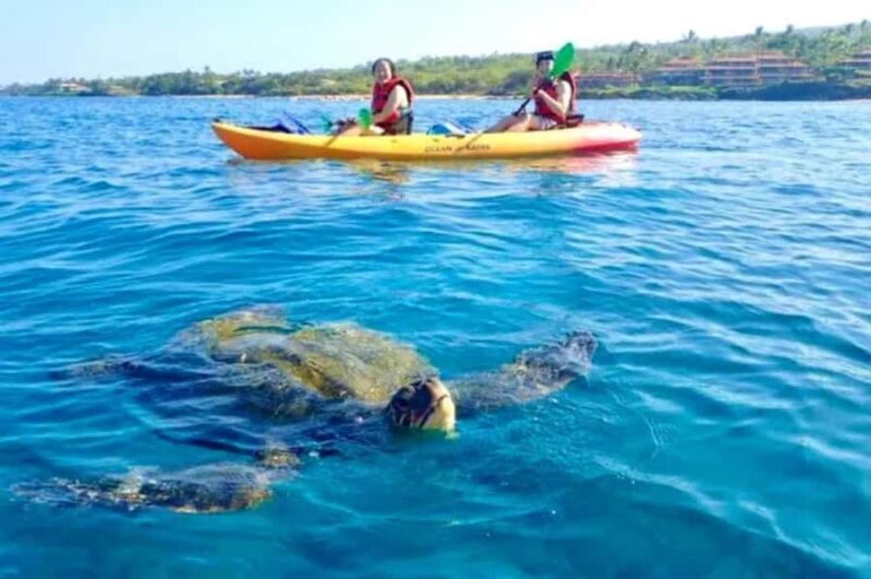 Airlie Beach: Half Day Turtle Tour Sea Kayaking Adventure - Practical Details