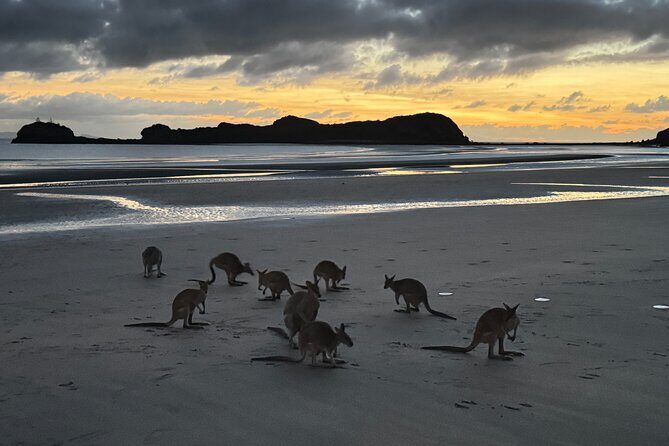 Airlie Beach: Kangaroos on the beach at dawn. - An In-Depth Look at the Experience