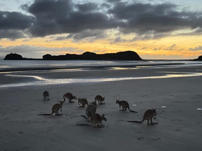 Airlie Beach: Kangaroos on the Beach at Dawn - Sunset on the Beach with Kangaroos