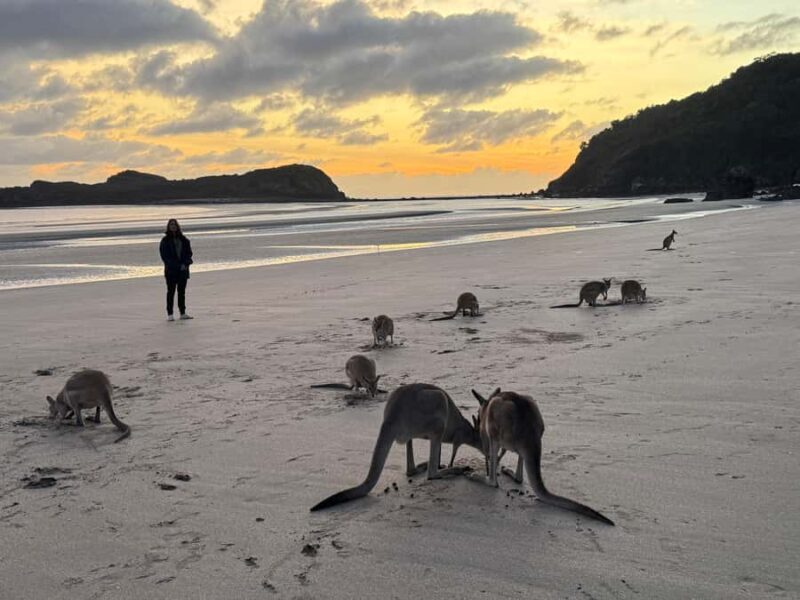 Airlie Beach: Kangaroos on the Beach at Dawn - Coffee at Whitsunday Gold Plantation