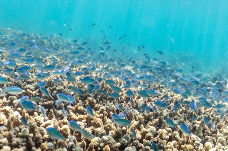 Airlie Beach: Outer Great Barrier Reef Snorkeling Day Trip - Key Points