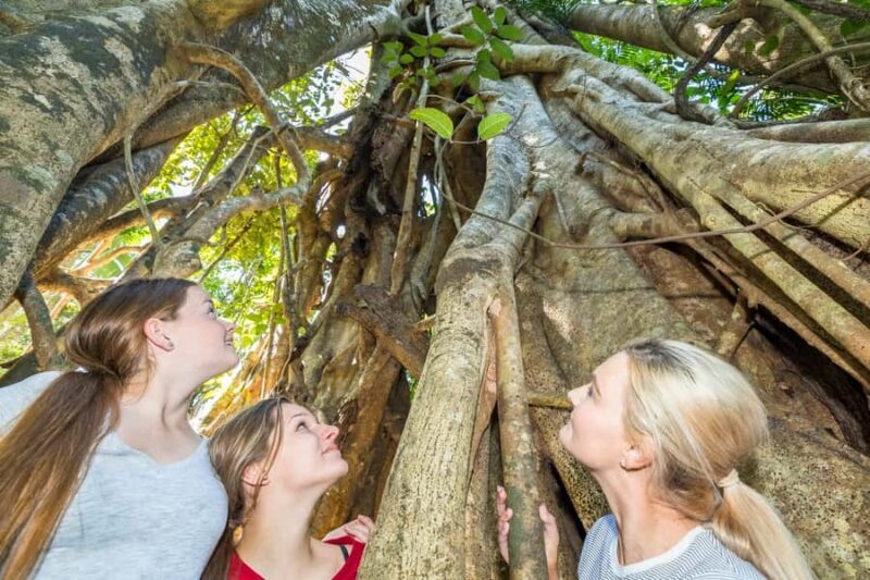 Airlie Beach: Segway Rainforest Discovery Tour - Key Points