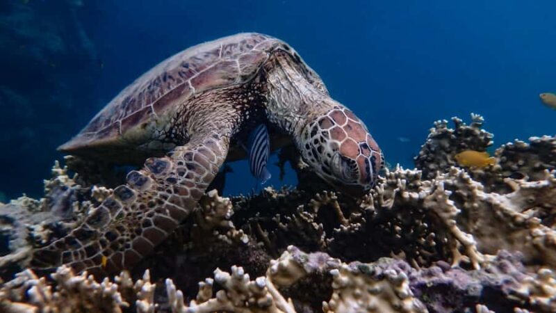 Airlie Beach: Whitsunday Islands Sailing, SUP & Snorkel Tour - Who Will Enjoy This Trip?