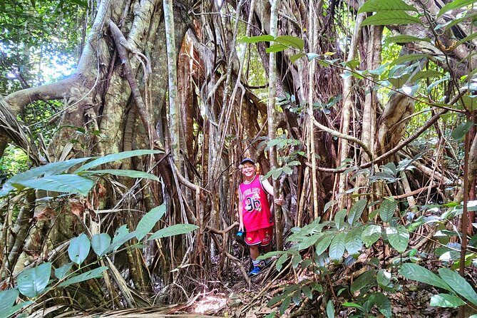 Airlie Waterfalls & Rainforest Bushwalk Eco Adventure - Transportation and Group Size