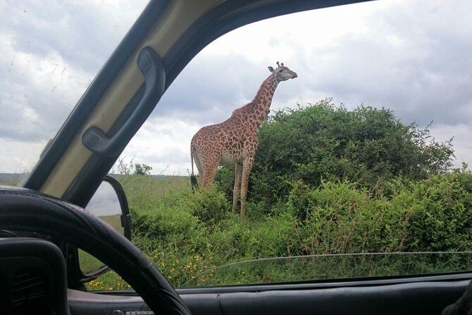 Airport Pick Up To Nairobi National Park / Drop Off - Why This Tour Is Great For