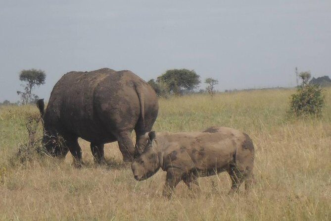 Airport Pick Up To Nairobi National Park / Drop Off - Who Might Want to Consider Other Options