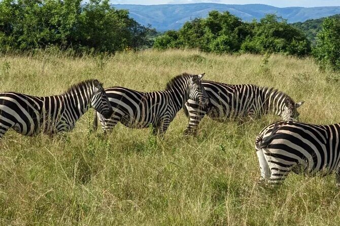 Akagera National Park 1 day Safari Experience - Highlights from the Reviews: Authentic Experiences and Guides