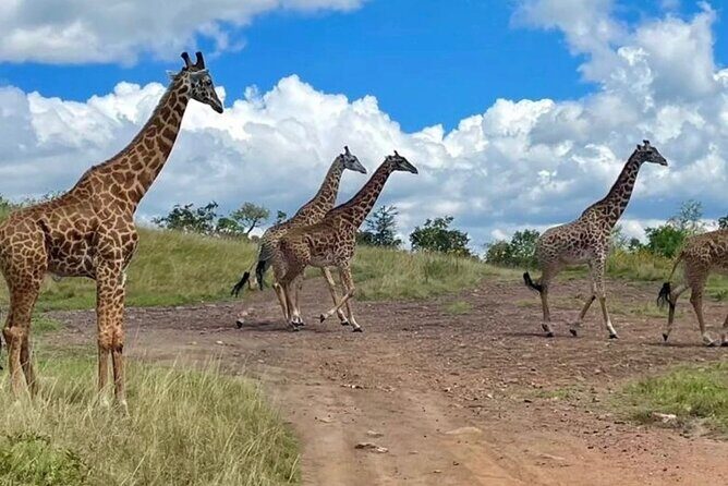 Akagera National Park 1 day Safari Experience - The Sum Up: Who Is This Safari Best For?