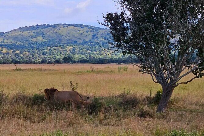 Akagera National Park 1 day Safari Experience - FAQ