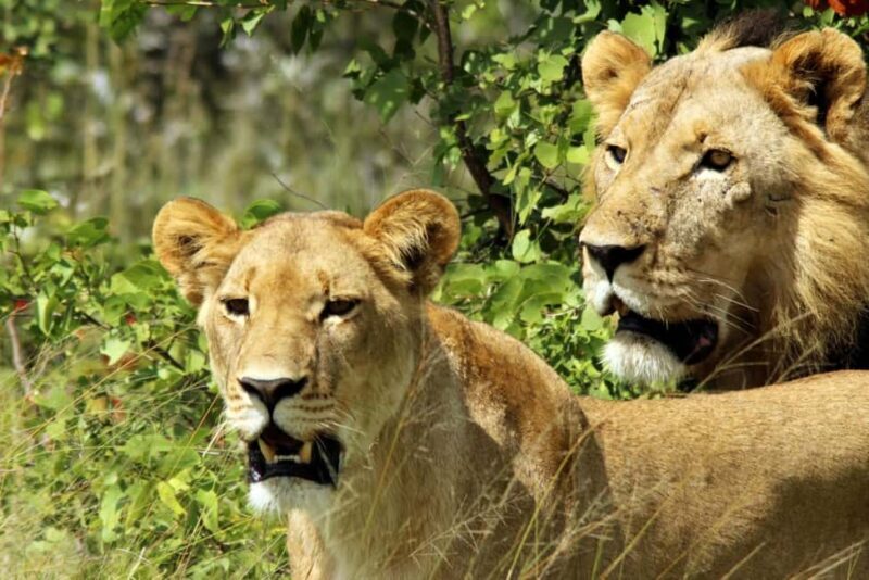 Akagera National Park Day Trip with Game Drive - Key Points