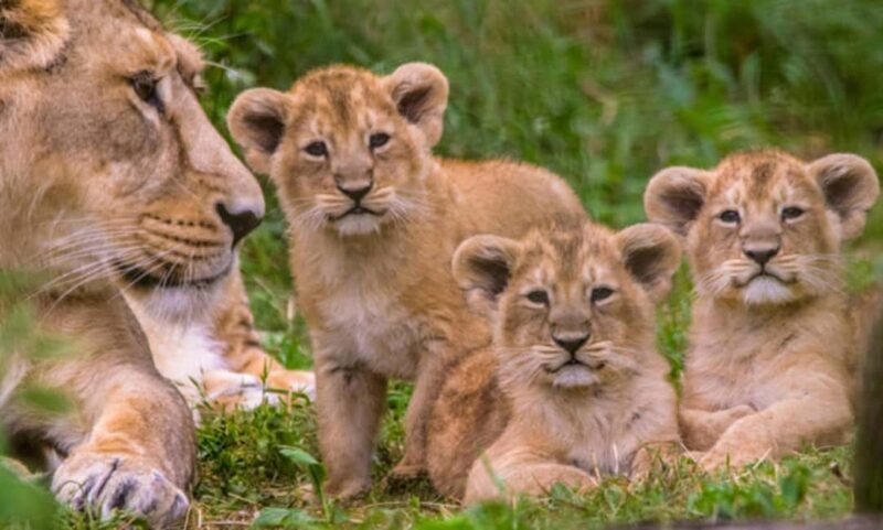 Akagera National Park Day Trip with Game Drive - An In-Depth Look at the Experience