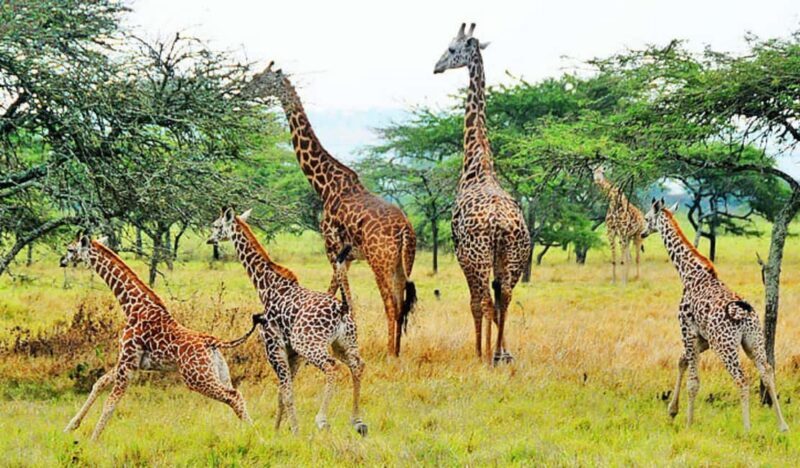 Akagera National Park Day Trip with Game Drive - Practical Details