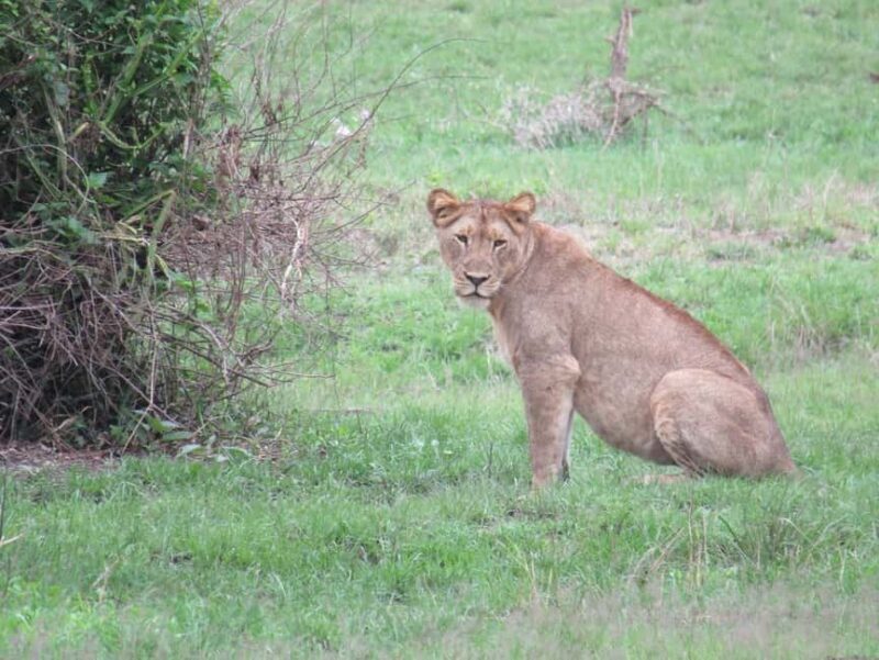 Akagera NP: 1 Day Safari Game Drive - Scenic Beauty and Wildlife in Action