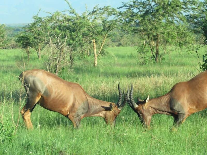 Akagera NP: 1 Day Safari Game Drive - FAQ