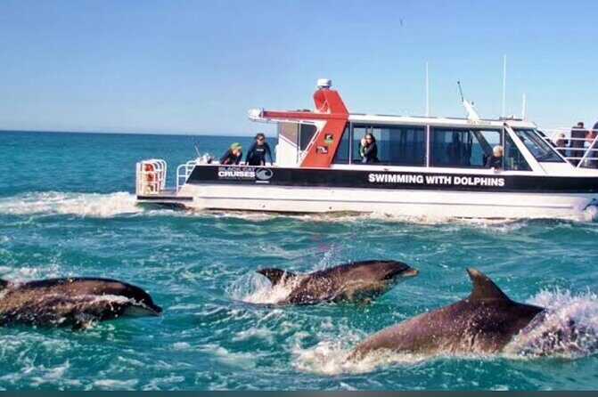 Akaroa Day Tour From Christchurch - FAQ: Your Practical Questions Answered