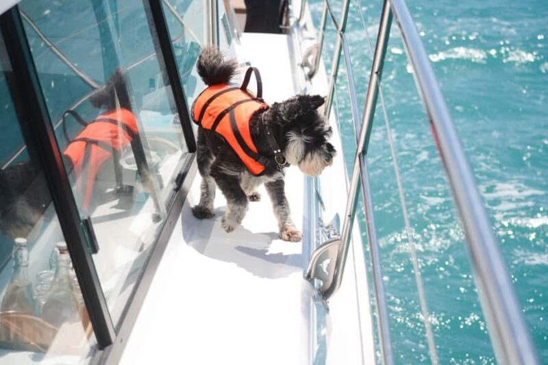 Akaroa: Dolphin Nature Cruise - Final Thoughts