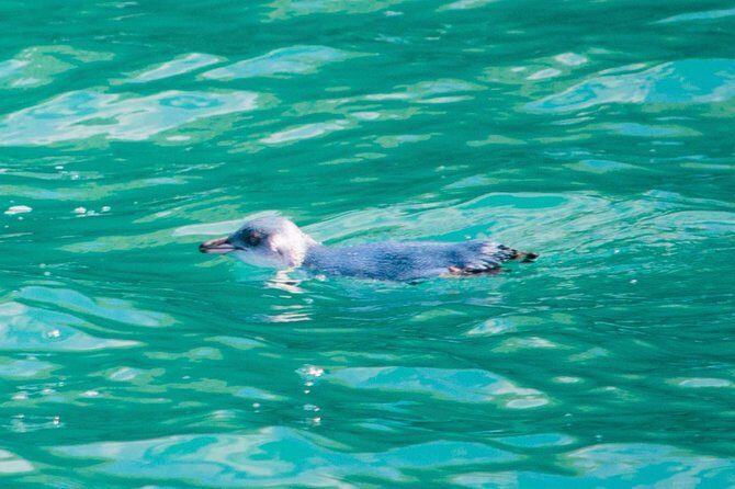 Akaroa Dolphins ~ Harbour Nature Cruise - Frequently Asked Questions
