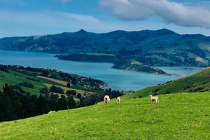 Akaroa Explorer- Guided Electric Bike Tour in Akaroa - Who Should Consider This Tour?