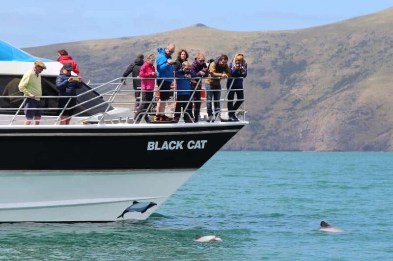 Akaroa Harbour 2-Hour Dolphin Nature Cruise - Key Points