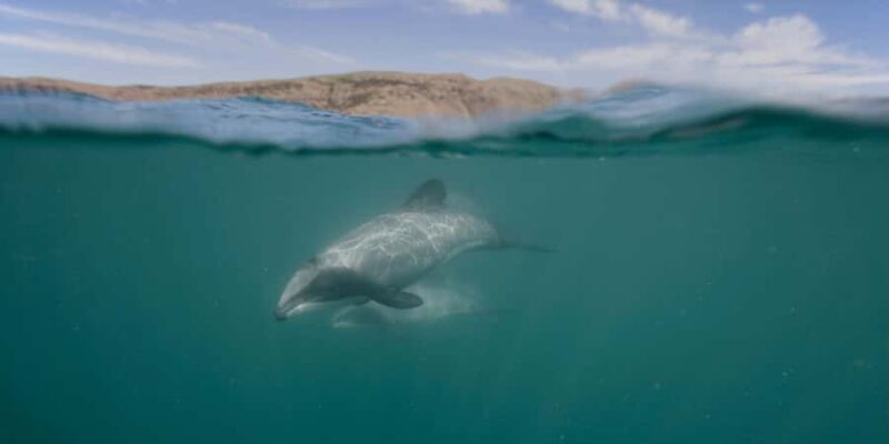 Akaroa Harbour 2-Hour Dolphin Nature Cruise - Final Thoughts