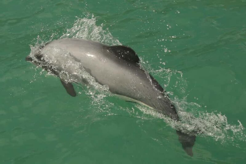 Akaroa Harbour 2-Hour Dolphin Nature Cruise - Who Should Consider This Tour?
