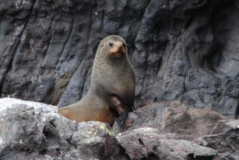 Akaroa Harbour 2-Hour Dolphin Nature Cruise - Frequently Asked Questions