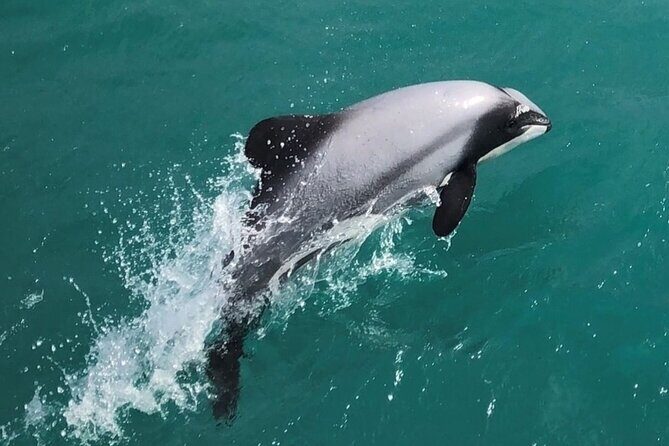 Akaroa Harbour Nature Cruise - The Itinerary: What You’ll See and Experience