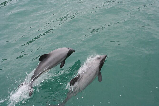 Akaroa Harbour Nature Cruise - Authentic Experiences and What the Reviews Say