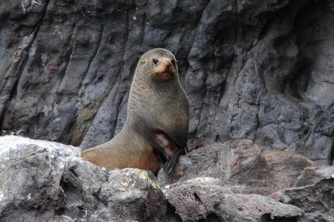 Akaroa Harbour Nature Cruise - Final Thoughts