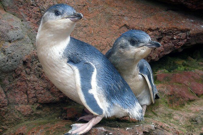 Akaroa Harbour Nature Cruise - Who Is This Tour Best For?