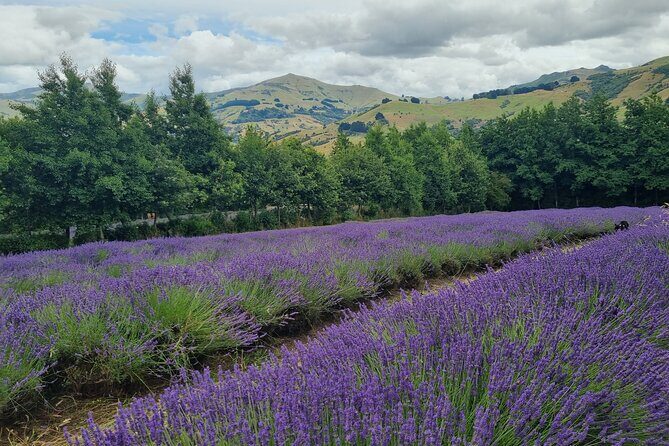 Akaroa Lavender Seasonal Guided Tour Experience - The Location & Setting