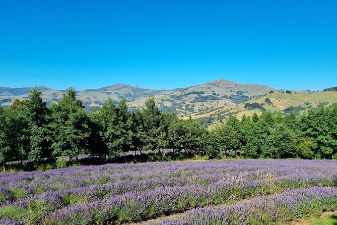 Akaroa Lavender Seasonal Guided Tour Experience - Booking & Practicalities