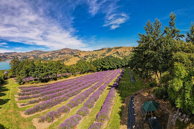 Akaroa Lavender Seasonal Guided Tour Experience - What We Appreciate