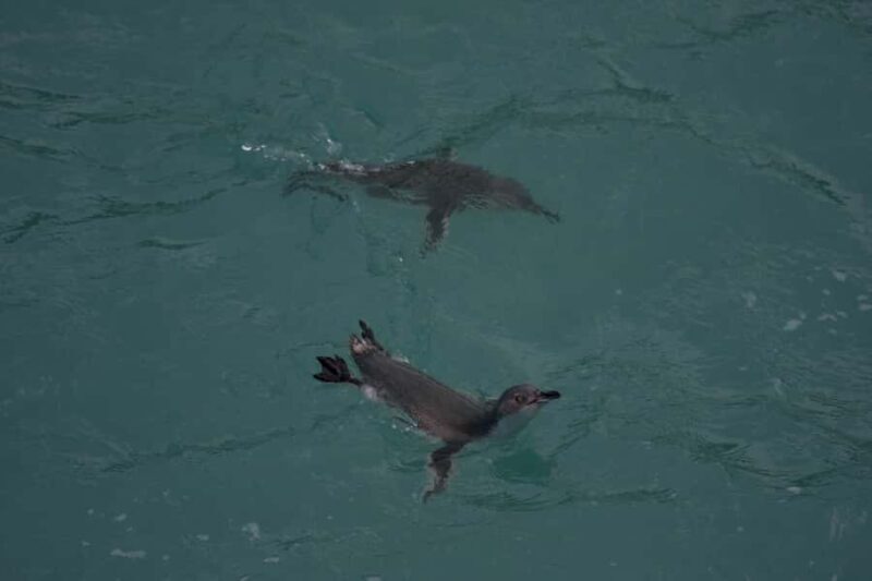 Akaroa: Pohatu Little Penguins 3-Hour Evening Experience - Key Points