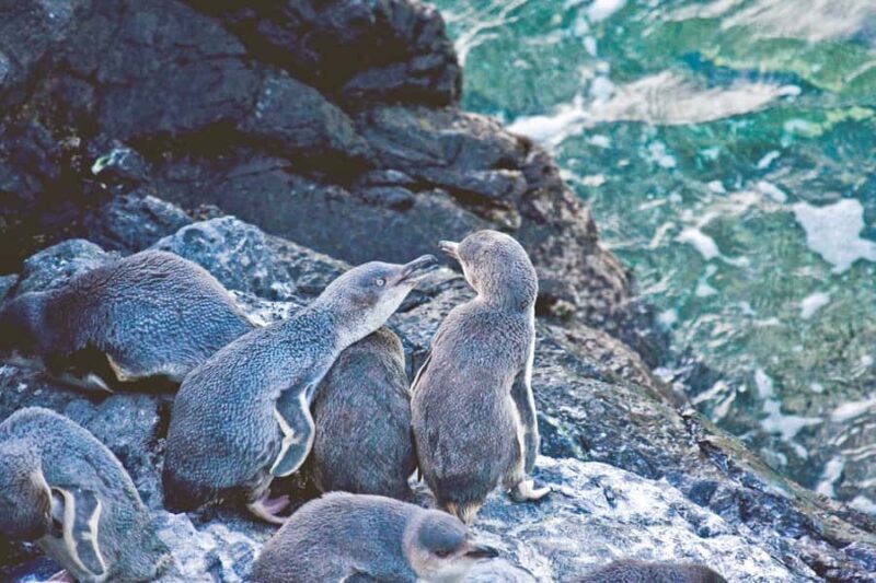 Akaroa: Pohatu Little Penguins 3-Hour Evening Experience - A Detailed Look at the 3-Hour Experience