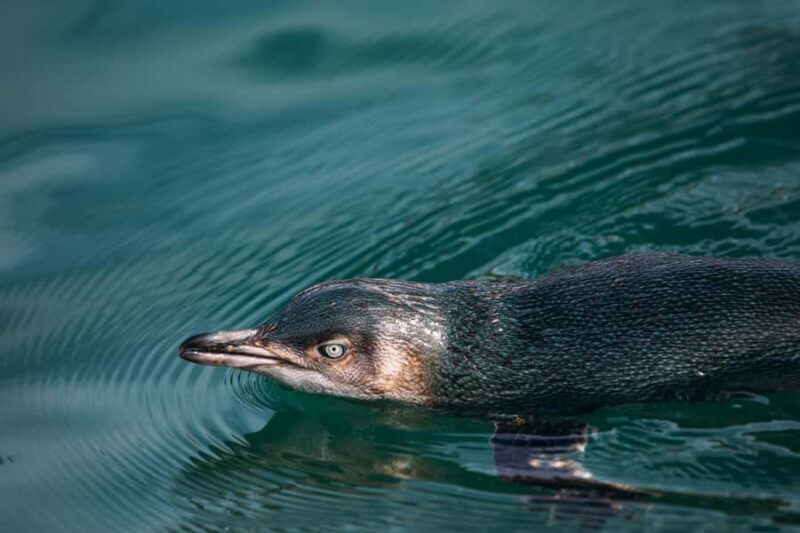 Akaroa: Pohatu Little Penguins 3-Hour Evening Experience - Who Will Love This Tour?