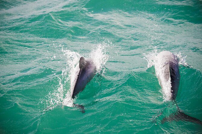 Akaroa Private Day Tour From Christchurch (Carbon Neutral) - Comfort and Convenience: What It Means for You
