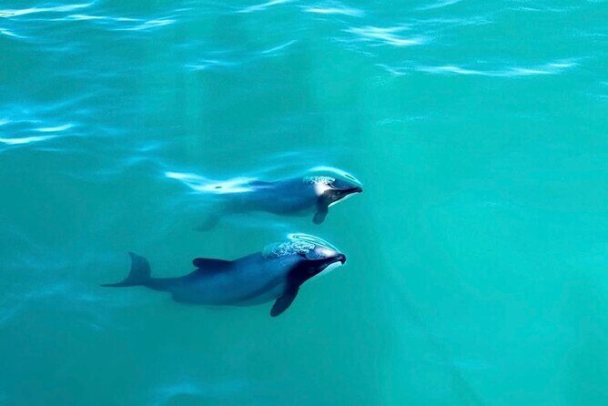 Akaroa Private Day Tour from Christchurch - What’s included and what’s not