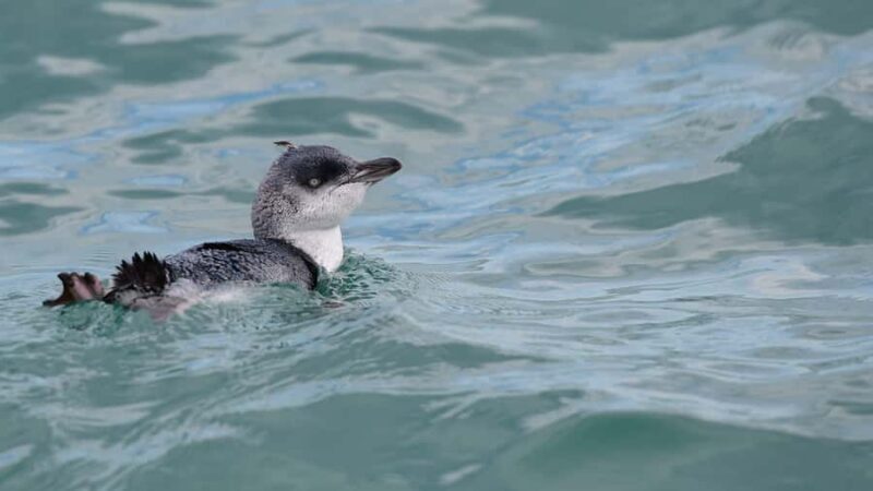 Akaroa: Scenic Coastline Wildlife Cruise - What to Expect: The Itinerary