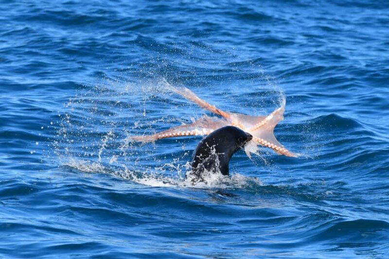 Akaroa: Scenic Coastline Wildlife Cruise - The Value and Experience: Why It Matters