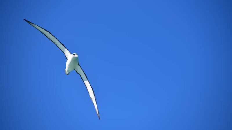 Akaroa: Scenic Coastline Wildlife Cruise - The Sum Up: Is This the Tour for You?