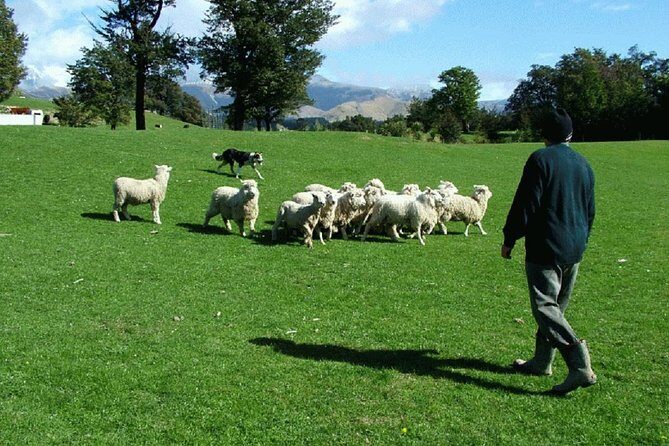Akaroa Shore Excursion: Akaroa Harbour and Sheep Farm Local Tour - Key Points